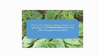 عصاره کامل گیاه Smirnovia iranica: اثرات آنتی‌اکسیدانی، رادیکال‌زدایی، ضد میکروبی و ضد سرطانی
