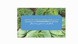 عصاره کامل گیاه Smirnovia iranica: اثرات آنتی‌اکسیدانی، رادیکال‌زدایی، ضد میکروبی و ضد سرطانی